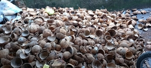 Material de Cáscara de Coco Natural Ecológico para Diseñadores de Artesanías, Fabricantes de Carbón Vegetal y Pedidos de Exportación al Mejor Precio - Product Image 3