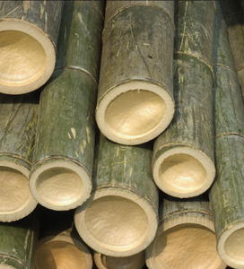 Postes de bambú de Vietnam para paisajismo Enrejado de jardín Artesanía y proyectos decorativos para el hogar de larga duración - Product Image 2