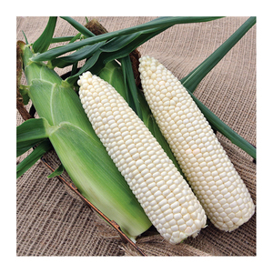 Maíz blanco sin OGM y maíz blanco/maíz para alimentación humana y animal a la venta - Product Image 6