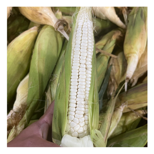 Maïs surgelé doré directement du Vietnam Maïs surgelé utilisé dans les desserts au lait Che Mélanges alimentaires et garnitures Inspirations en vrac - Product Image 2