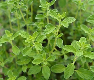 Feuilles de marjolaine séchées de haute qualité Ma Yu Lan - Product Image 3