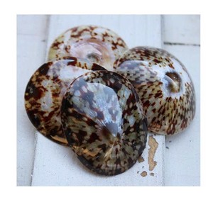 Concha de Lapa natural de alta calidad con certificado sanitario ideal para artesanía orgánica y uso humano - Product Image 1