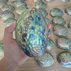 Concha de abulón decorativa, concha de mar natural pulida para productos artísticos hechos a mano de Vietnam - Product Image 1