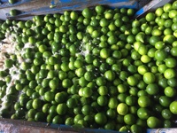 Fabricant du Vietnam Limes Natural Seedless Green Lemon Agriculture Prêt pour l'exportation Emballage personnalisé-BLUELOTUS FARM