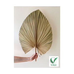 Ventilateurs à main en bambou pour la décoration intérieure Art mural en feuille de palmier - Product Image 2