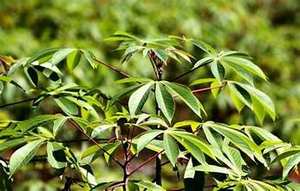 การสนับสนุนภูมิคุ้มกันจากพืชจากใบมันสำปะหลังบดแช่แข็งบริสุทธิ์พร้อมฉลากที่สะอาด - Product Image 3