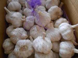 Ajo fresco blanco puro - Product Image 2