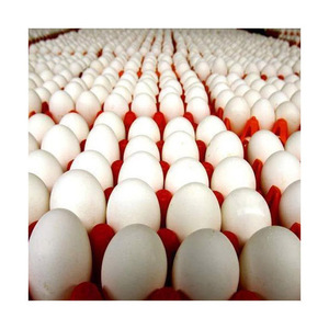Huevos de Gallina de Granja, Venta Directa a Bajo Precio, Huevos de Gallina Blancos, Huevos de Pollo de Engorde en Venta - Product Image 1