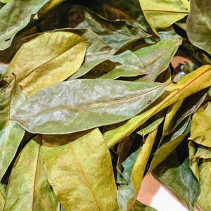 Feuilles de corossol de haute qualité, feuilles de graviola séchées, thé, matière première pour l'exportation en gros - Product Image 1