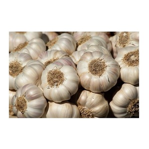 Ajo Blanco Fresco Normal, Empacado para Exportación en Bolsas de Malla de Cartón de 10 kg - Product Image 6