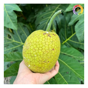 Fruta de pan congelada a granel, fruta de pan IQF de alta calidad, proveedor mayorista de fruta de sake congelada para exportación, fruta de pan de ventas superior 1/6 - Product Image 2