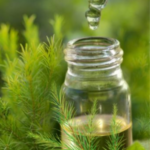 HUILE ESSENTIELLE DE CAJEPUT NATURELLE PURE 100% VAPEUR DISTILLÉE DU VIETNAM - Product Image 1