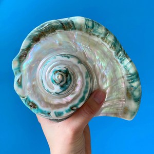 Turbo Marmoratus Premium Raro y Antiguo de Vietnam, Tono Verde Natural Brillante, Ideal para Decoración Costera - Product Image 2