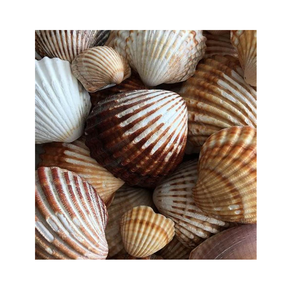 Elegante copa de vino de concha de Lapa, copa de concha Natural hecha a mano para bodas en la playa, fiestas y decoración del hogar - Product Image 1