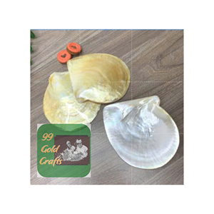 Meilleure ressource naturelle disque de vadrouille blanc sculpté coquilles propres et polies des plages pour la décoration de la maison ou des cadeaux - Product Image 3