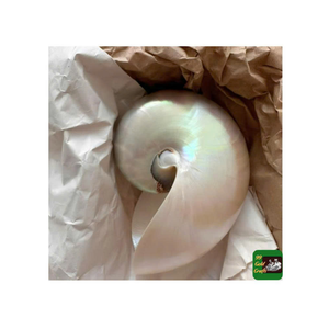 Perle blanche décorative Seashel du Vietnam utilisé dans des ensembles de souvenirs et des arrangements côtiers par 99 Gold Data - Product Image 1