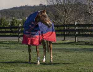 Manta Impermeable para Caballo de Invierno, Forro de Nailon Transpirable 900D, Hebillas en Forma de U para Pecho y Cuello de Liberación Rápida, Correas Ajustables para las Patas - Product Image 4