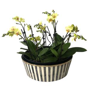 Zigzag Design Europe Style Os Incrustation Pot De Fleur Intérieur Extérieur Jardin Décor Pots & Jardinières pour Produits Offre Spéciale - Product Image 4