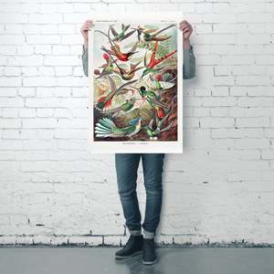 Ernst Haeckel's Art Forms of Nature Plate 99 Hummingbirds <b>Poster</b> Paper Wall Decor - Product Image 4