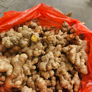 Raíz de jengibre fresco natural vietnamita rico en sabor y nutrientes Ideal para cocinar té y medicina tradicional - Product Image 6