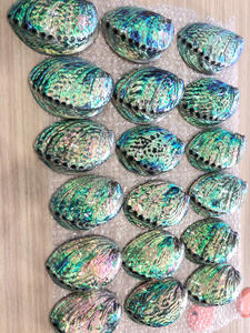 Coquille d'ormeau de haute qualité, Paua Ormer, matériau naturel pour la fabrication de bijoux, la décoration et la création de designs - Product Image 6