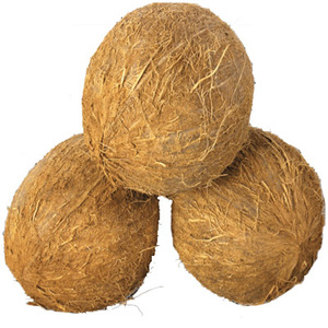 <b>Fresh</b> Quality Dehusked <b>Coconuts</b> For Sale - Product Image 2