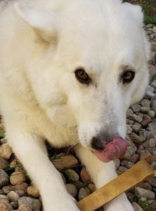 Le meilleur fromage de yak authentique à mâcher pour chien de l'Himalaya 100% friandises biologiques et sûres sans gluten de longue durée pour votre chien - Product Image 3