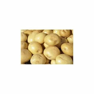 Nouvelle récolte de pommes de terre fraîches Exportateurs de pommes de terre fraîches De pommes de terre fraîches Patates douces fraîches biologiques Prix à la tonne - Product Image 3