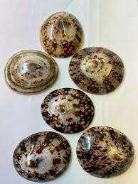 Coquille Naturelle de Limpet Origine du Vietnam pour la Fourniture de Bijoux et de Décoration de Bricolage - Product Image 6