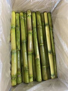 Proveedor de caña de azúcar congelada, jugo de caña de azúcar congelado de sabor dulce, barra de caña de azúcar IQF lista para jugo para el mercado de bebidas y exportación - Product Image 6