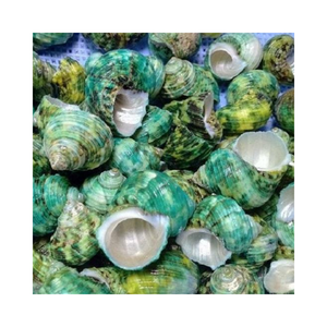 เปลือกหอยเทอร์โบสีเขียวจำนวนมากสำหรับงานฝีมือชายหาดและการตกแต่งธีมทะเล - Product Image 3