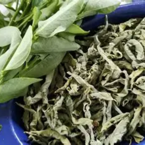 Feuilles de Katuk séchées en vrac, ingrédient naturel à base de plantes - Product Image 1