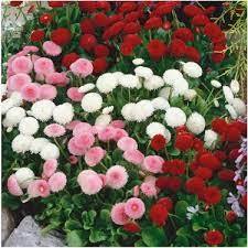 100 pezzi semi di fiori di fragola rari semi biologici Hobby balcone fiore colore misto fiori