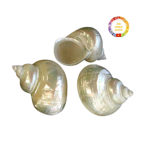 เทอร์โบขัดเงาแบบพรีเมี่ยมสำหรับตกแต่งตู้ปลาชิ้นกลางงานแต่งงานและการออกแบบตกแต่งภายใน - Product Image 1