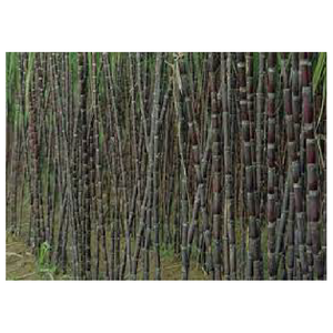 Caña de azúcar congelada y fresca de Global Mekong Group - Product Image 5