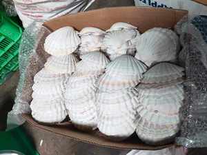 เปลือกหอยเชลล์ธรรมชาติขนาดใหญ่สำหรับตกแต่งชายฝั่งและงานฝีมือ - Product Image 3