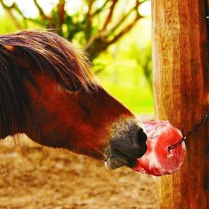 High Quality Himalayan Pink Lick Salt for Cattle & Dog Feed Natural Shape Bulk Quantity ISO Certified OEM/ODM Services - Product Image 6