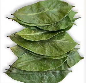 Hoja de Guanábana Seca 100% Natural / Hojas Secas Orgánicas de Vietnam en Bolsa para Adultos - Sra. Laura - Product Image 4