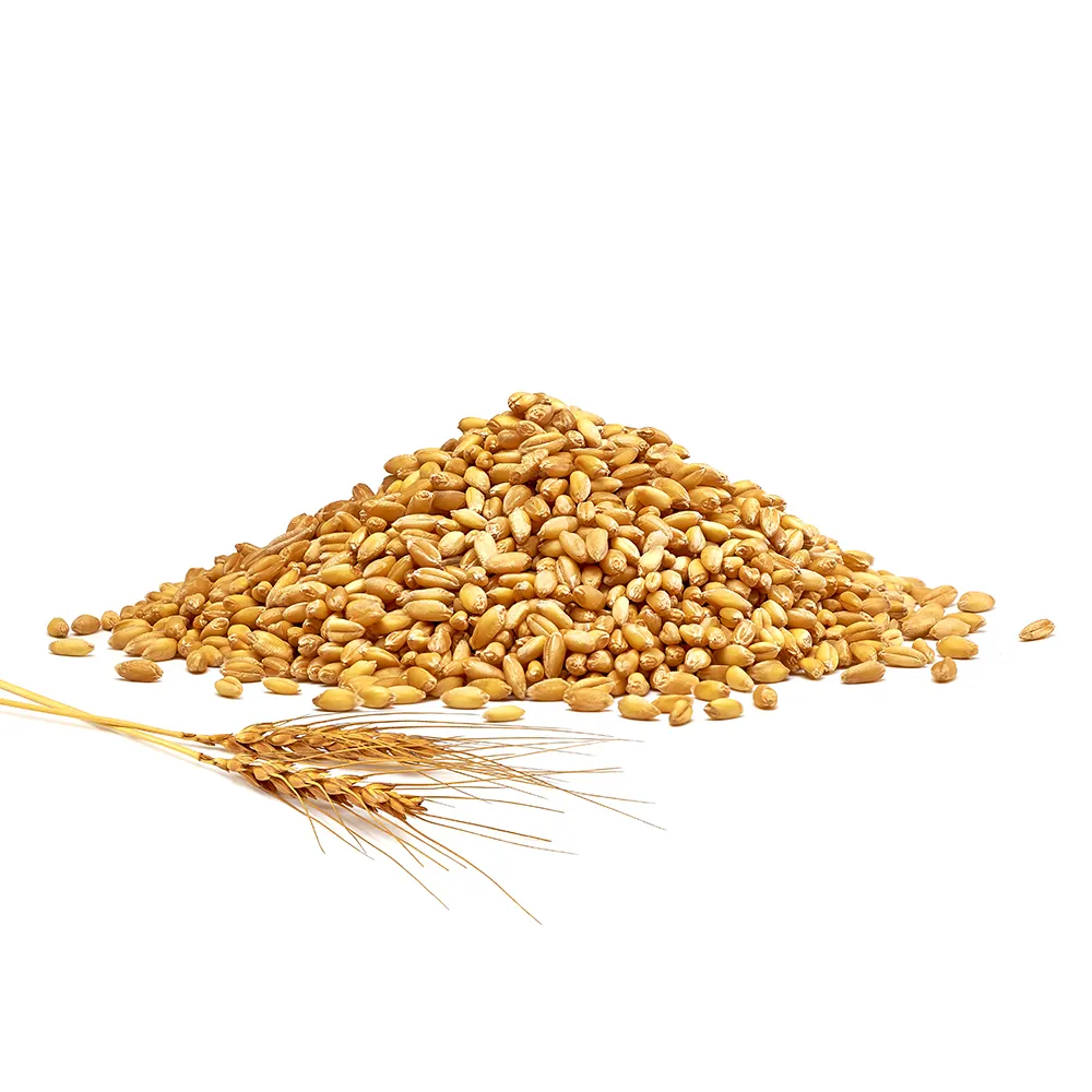 En kaliteli buğday taneleri/Durum buğday toplu tedarik