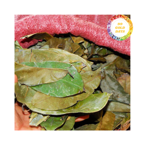 Daun Soursop kering dalam karton atau tas PE-tersedia dalam jumlah besar untuk distributor dan pembeli bahan