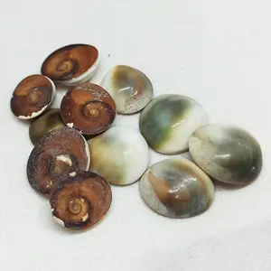 Bulk quantity sea shells operculum shell selling at lowest price natural red cat eyes seashell shell opercule