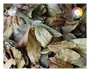 Feuilles naturelles de Graviola du Vietnam Ingrédient de thé au corossol de qualité supérieure emballé hygiéniquement pour les acheteurs en gros et au détail dans le monde - Product Image 2