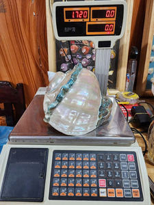 Turbo Seashell Grand décoratif pour l'artisanat Fabrication de bijoux Ajoute un charme exotique de l'océan côtier - Product Image 4