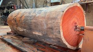 Padauk Grumes Padauk Bois Padauk Grumes à vendre - Product Image 6