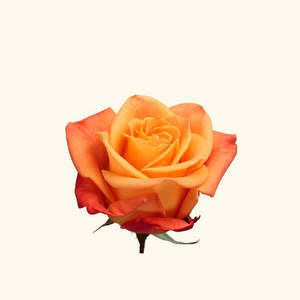 100% Pure Amber Rose Essential Oil Therapeutic Cosmetic Grade Nourishing Moisturizing Lightening Ingredients From Plant Extracts - Product Image 2