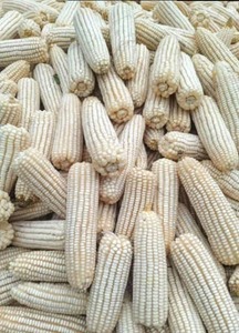 Grado de alimentación de semillas de maíz blanco para ganado, aves de corral, caballo, oveja, cerdo y grano seco humano - Product Image 4