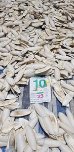 Fruits de mer séchés Seiche Seiche Os de poisson Os de seiche Produit naturel de qualité supérieure Exportation du Vietnam - Product Image 6