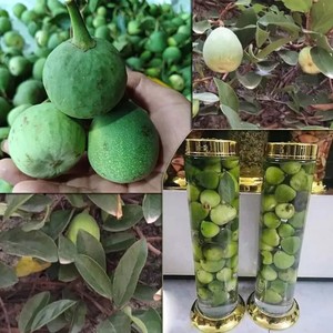 Fruits de ficus pumila séchés en vrac, vente en gros, figue grimpante, fruit naturel à base de plantes en provenance du Vietnam - Product Image 5