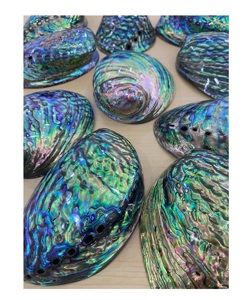 เปลือกหอยเป๋าฮื้อธรรมชาติสำหรับตกแต่งบ้านและออกแบบงานฝีมือส่งออกจากเวียดนาม - Product Image 4