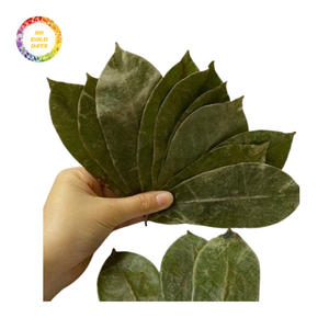 Feuilles de corossol séchées pour la préparation du thé, qualité d'exportation, Vietnam - Product Image 4